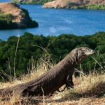 Top 5 Komodo Dragon Facts